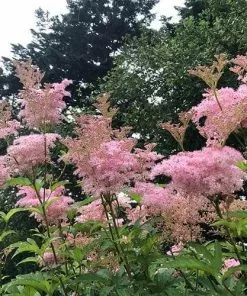 Future Forests Filipendula Rubra Venusta Wildflowers