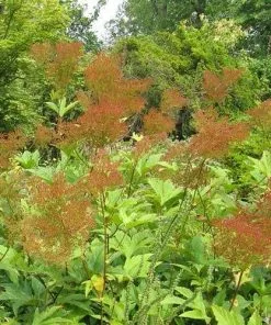 Future Forests Filipendula Rubra Venusta Wildflowers