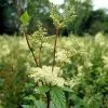 Future Forests Filipendula Ulmaria - Meadowsweet