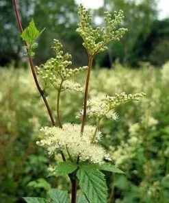 Future Forests Filipendula Ulmaria - Meadowsweet