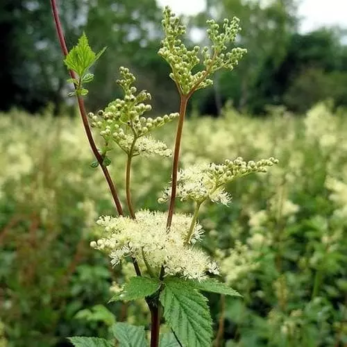 Future Forests Filipendula Ulmaria - Meadowsweet 3 Future Forests Filipendula Ulmaria - Meadowsweet
