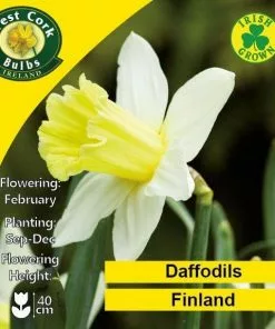 Future Forests Daffodil Finland