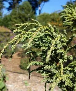 Future Forests Fitzroya Cupressoides