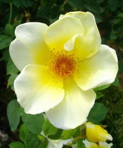 Future Forests Rosa Worcestershire