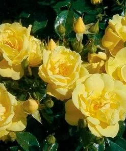 Future Forests Rosa Flower Carpet Gold