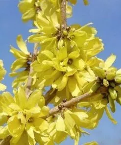 Future Forests Shrubs Forsythia Mandschurica