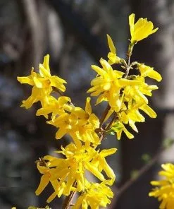 Future Forests Forsythia X Intermedia Spectabilis