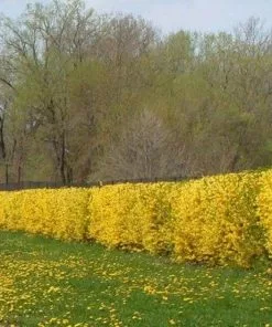 Future Forests Forsythia X Intermedia Spectabilis