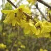 Future Forests Forsythia X Intermedia Spectabilis