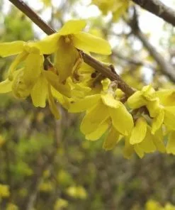 Future Forests Forsythia X Intermedia Spectabilis