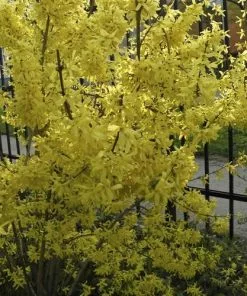 Future Forests Forsythia X Intermedia Spectabilis