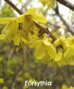 Future Forests Mixed Flowering Hedge 12 Future Forests Mixed Flowering Hedge