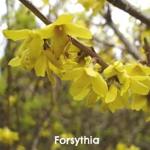Future Forests Mixed Flowering Hedge 6 Future Forests Mixed Flowering Hedge