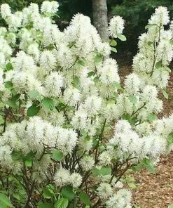 Future Forests Shrubs Fothergilla Intermedia Mount Airy