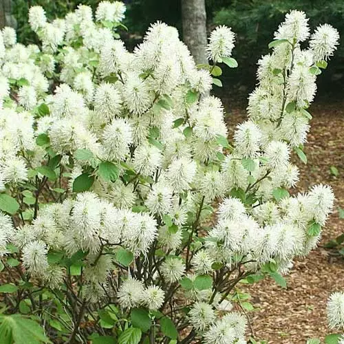 Future Forests Shrubs Fothergilla Intermedia Mount Airy 3 Future Forests Shrubs Fothergilla Intermedia Mount Airy