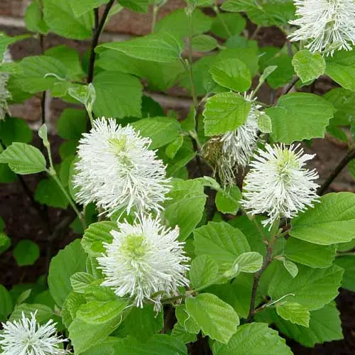 Future Forests Shrubs Fothergilla Intermedia Mount Airy 5 Future Forests Shrubs Fothergilla Intermedia Mount Airy