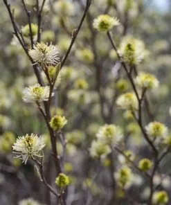 Future Forests Shrubs Fothergilla X Intermedia Blue Shadow