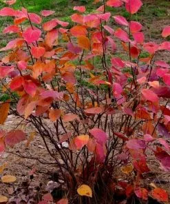 Future Forests Shrubs Fothergilla X Intermedia Blue Shadow