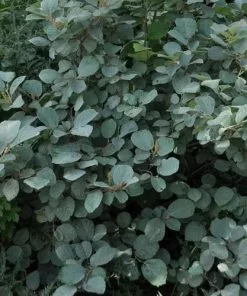 Future Forests Shrubs Fothergilla X Intermedia Blue Shadow