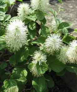 Future Forests Shrubs Fothergilla Intermedia Mount Airy 13 Future Forests Shrubs Fothergilla Intermedia Mount Airy