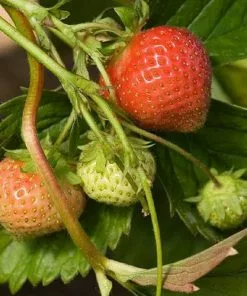 Future Forests Strawberry Ostara