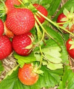 Future Forests Strawberry Ostara