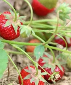 Future Forests Strawberry Ostara