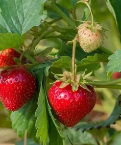 Future Forests Strawberry Ostara