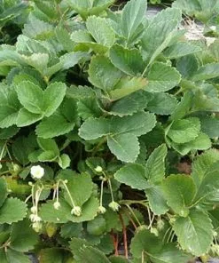 Future Forests Strawberry Ostara