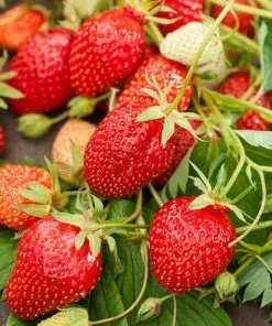 Future Forests Strawberry Ostara