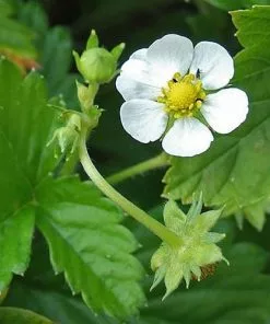 Future Forests Fruit Fragaria Vesca - Wild Strawberry