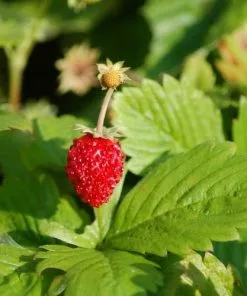 Future Forests Fruit Fragaria Vesca - Wild Strawberry