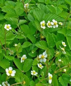 Future Forests Fruit Fragaria Vesca - Wild Strawberry