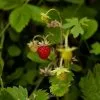 Future Forests Fruit Fragaria Vesca - Wild Strawberry