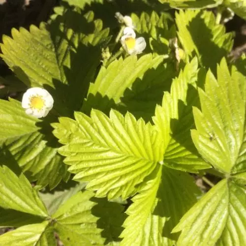 Future Forests Fruit Fragaria Vesca Alexandria 5 Future Forests Fruit Fragaria Vesca Alexandria