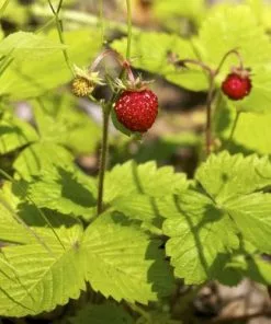 Future Forests Fruit Fragaria Vesca Alexandria