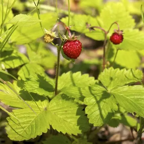 Future Forests Fruit Fragaria Vesca Alexandria 4 Future Forests Fruit Fragaria Vesca Alexandria