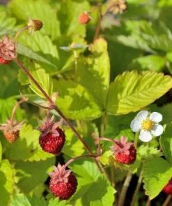 Future Forests Fruit Fragaria Vesca Alexandria