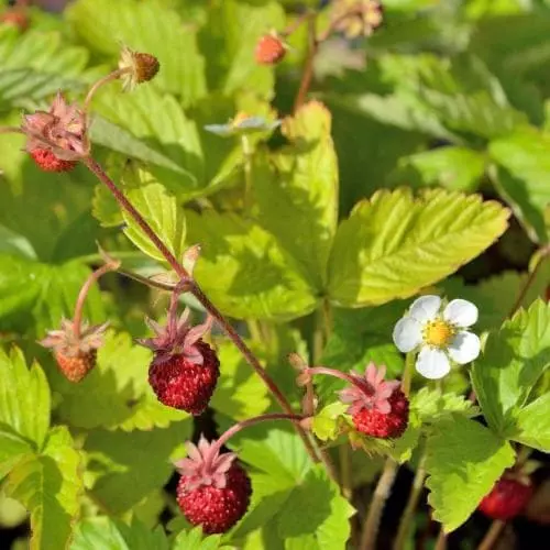 Future Forests Fruit Fragaria Vesca Alexandria 3 Future Forests Fruit Fragaria Vesca Alexandria