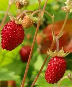 Future Forests Fruit Fragaria Vesca Alexandria 11 Future Forests Fruit Fragaria Vesca Alexandria