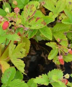 Future Forests Fruit Fragaria Vesca Alexandria 12 Future Forests Fruit Fragaria Vesca Alexandria