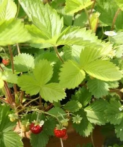 Future Forests Fruit Fragaria Vesca Alexandria 13 Future Forests Fruit Fragaria Vesca Alexandria