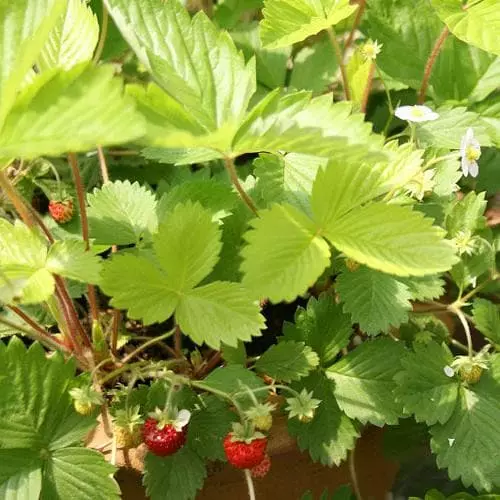 Future Forests Fruit Fragaria Vesca Alexandria 8 Future Forests Fruit Fragaria Vesca Alexandria