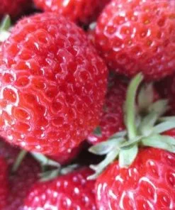 Future Forests Fruit Strawberry Framberry