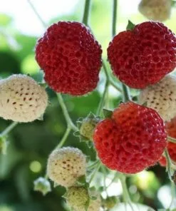 Future Forests Fruit Strawberry Framberry
