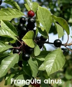 Future Forests Hedging Native Wildlife Fruiting Hedge Mix