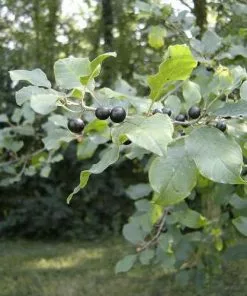 Future Forests Native Wildlife Fruiting Hedge Frangula Alnus - Alder Buckthorn