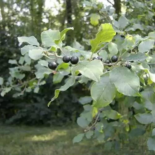 Future Forests Native Wildlife Fruiting Hedge Frangula Alnus - Alder Buckthorn 4 Future Forests Native Wildlife Fruiting Hedge Frangula Alnus - Alder Buckthorn