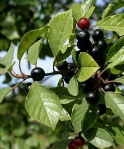 Future Forests Native Wildlife Fruiting Hedge Frangula Alnus - Alder Buckthorn