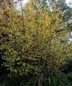 Future Forests Native Wildlife Fruiting Hedge Frangula Alnus - Alder Buckthorn 7 Future Forests Native Wildlife Fruiting Hedge Frangula Alnus - Alder Buckthorn